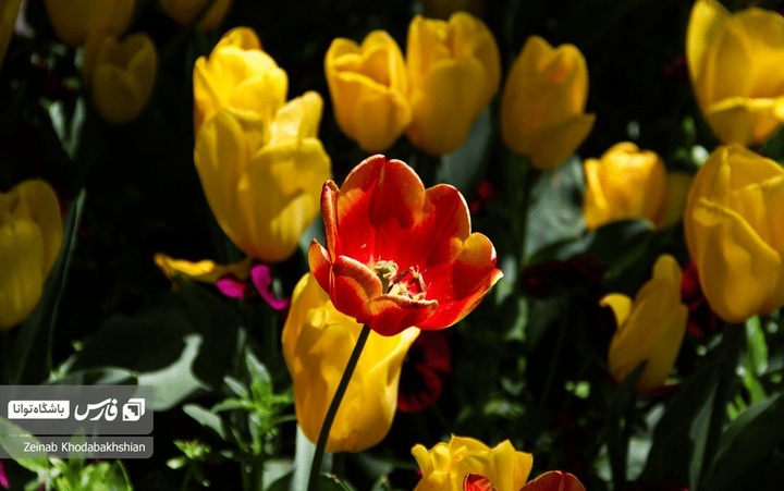 باغ ایرانی میزبان لاله‌های بهاری