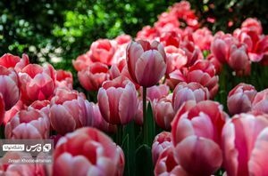 باغ ایرانی میزبان لاله‌های بهاری