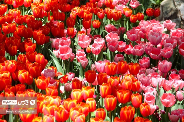 باغ ایرانی میزبان لاله‌های بهاری