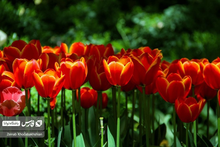 باغ ایرانی میزبان لاله‌های بهاری