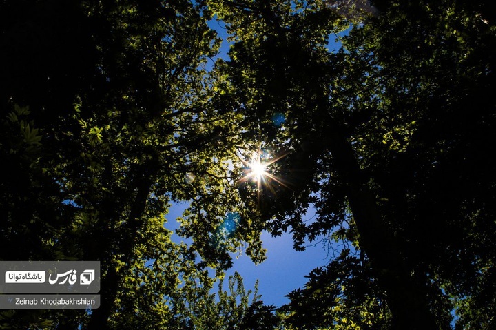 باغ ایرانی میزبان لاله‌های بهاری