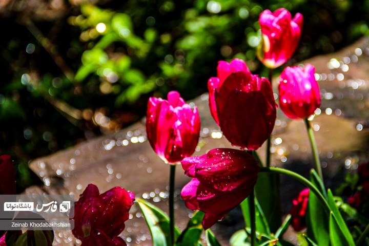 باغ ایرانی میزبان لاله‌های بهاری