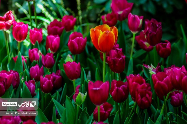 باغ ایرانی میزبان لاله‌های بهاری