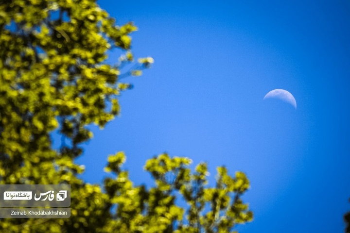 باغ ایرانی میزبان لاله‌های بهاری