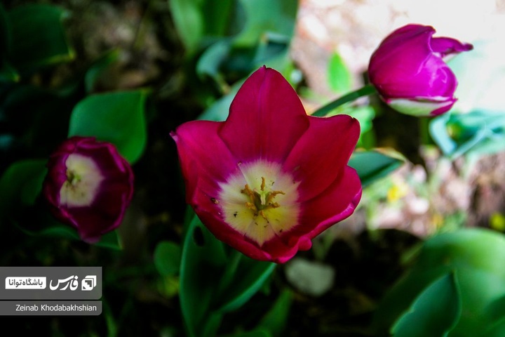 باغ ایرانی میزبان لاله‌های بهاری