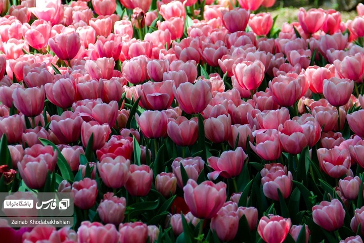 باغ ایرانی میزبان لاله‌های بهاری