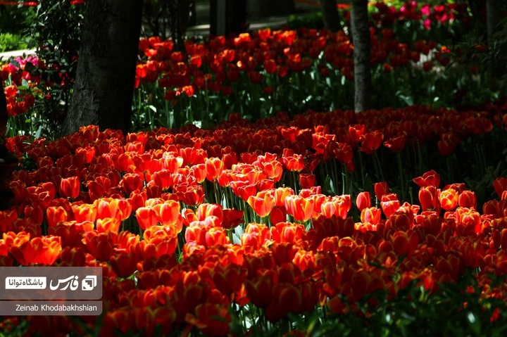 باغ ایرانی میزبان لاله‌های بهاری