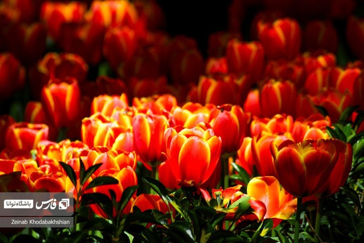 باغ ایرانی میزبان لاله‌های بهاری