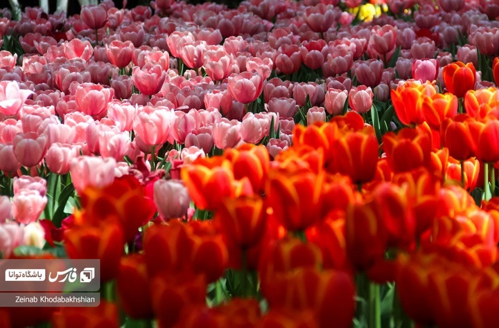 باغ ایرانی میزبان لاله‌های بهاری