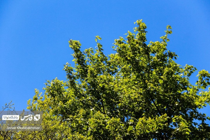 باغ ایرانی میزبان لاله‌های بهاری