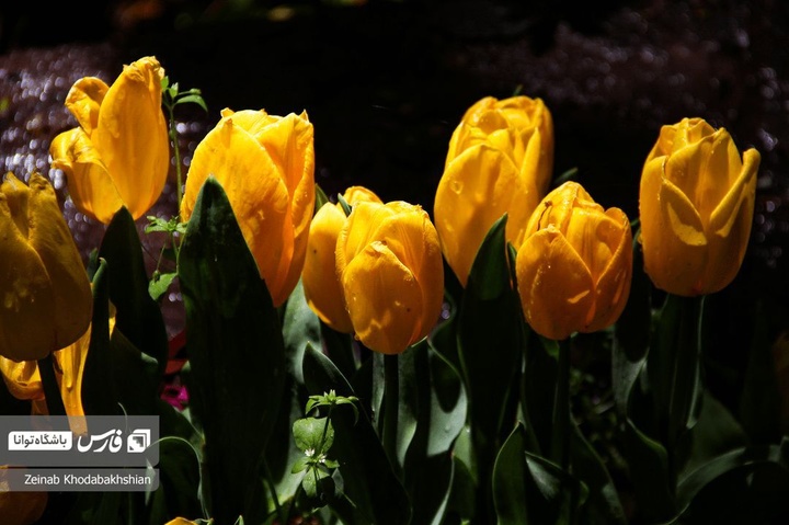 باغ ایرانی میزبان لاله‌های بهاری