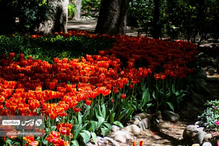 باغ ایرانی میزبان لاله‌های بهاری