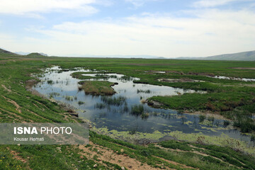 طبیعت بهاری تالاب «هشیلان» - کرمانشاه