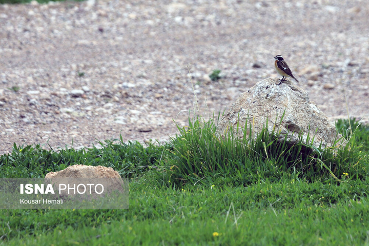 طبیعت بهاری تالاب «هشیلان» - کرمانشاه