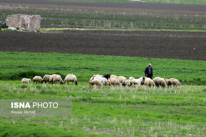 طبیعت بهاری تالاب «هشیلان» - کرمانشاه