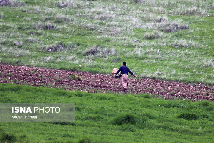 طبیعت بهاری تالاب «هشیلان» - کرمانشاه