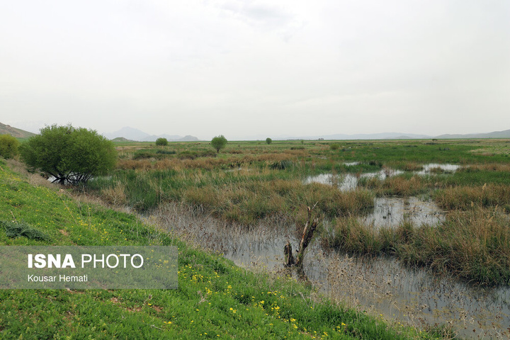 طبیعت بهاری تالاب «هشیلان» - کرمانشاه