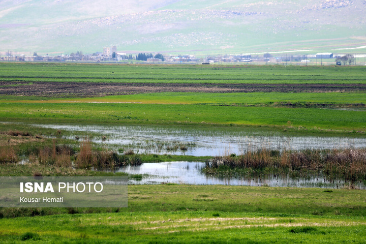 طبیعت بهاری تالاب «هشیلان» - کرمانشاه