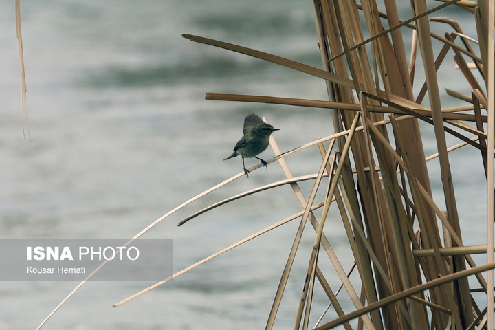 طبیعت بهاری تالاب «هشیلان» - کرمانشاه