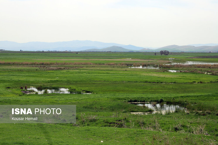 طبیعت بهاری تالاب «هشیلان» - کرمانشاه