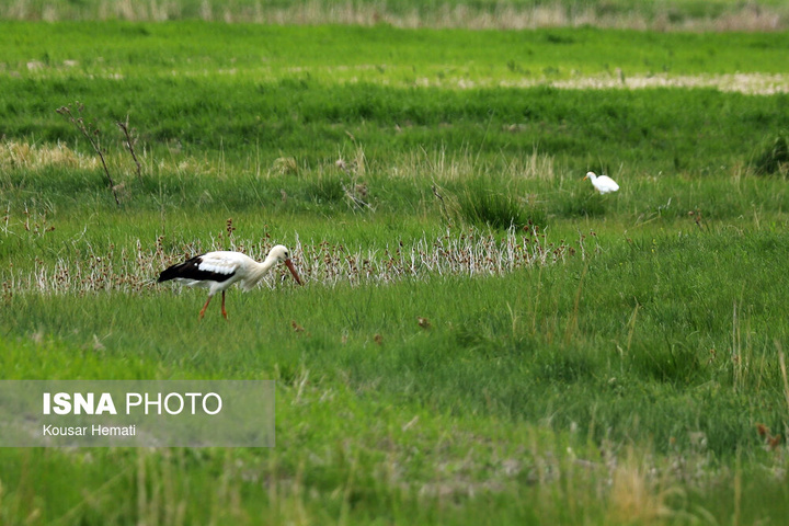 طبیعت بهاری تالاب «هشیلان» - کرمانشاه