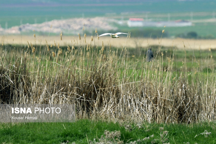 طبیعت بهاری تالاب «هشیلان» - کرمانشاه