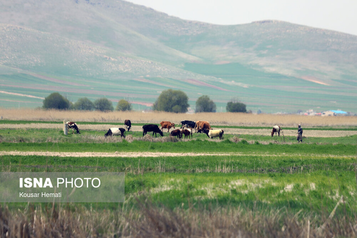 طبیعت بهاری تالاب «هشیلان» - کرمانشاه