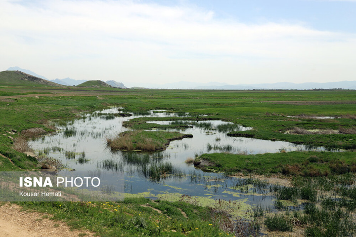 طبیعت بهاری تالاب «هشیلان» - کرمانشاه