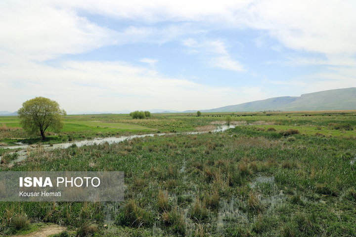طبیعت بهاری تالاب «هشیلان» - کرمانشاه