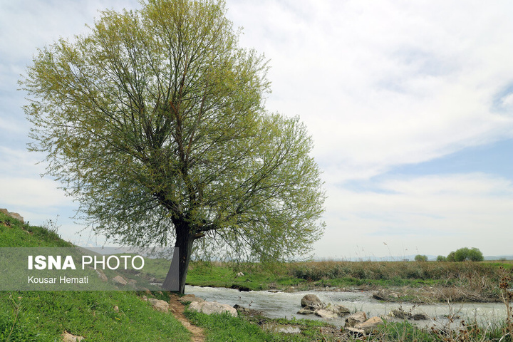 طبیعت بهاری تالاب «هشیلان» - کرمانشاه