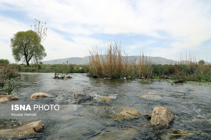طبیعت بهاری تالاب «هشیلان» - کرمانشاه