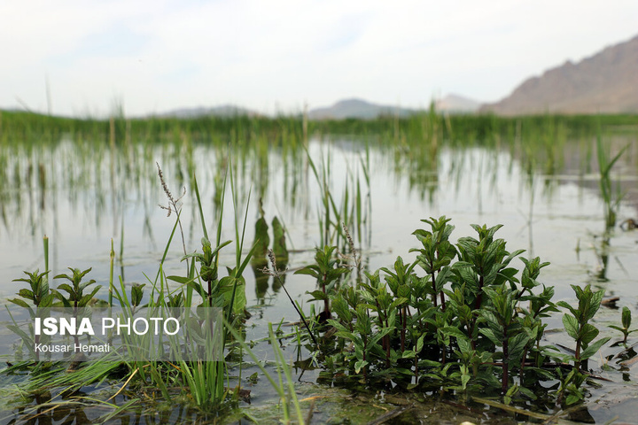طبیعت بهاری تالاب «هشیلان» - کرمانشاه