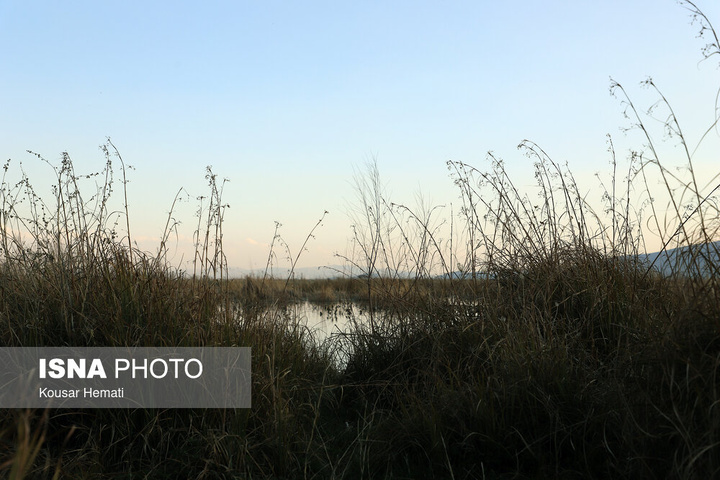 طبیعت بهاری تالاب «هشیلان» - کرمانشاه
