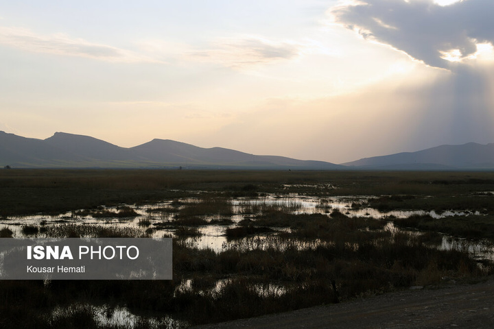 طبیعت بهاری تالاب «هشیلان» - کرمانشاه