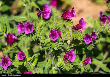 اشکور پایتخت گل گاو زبان ایران