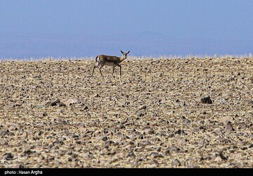 آخرین بازماندگان آهوی ایرانی در شمال غرب کشور