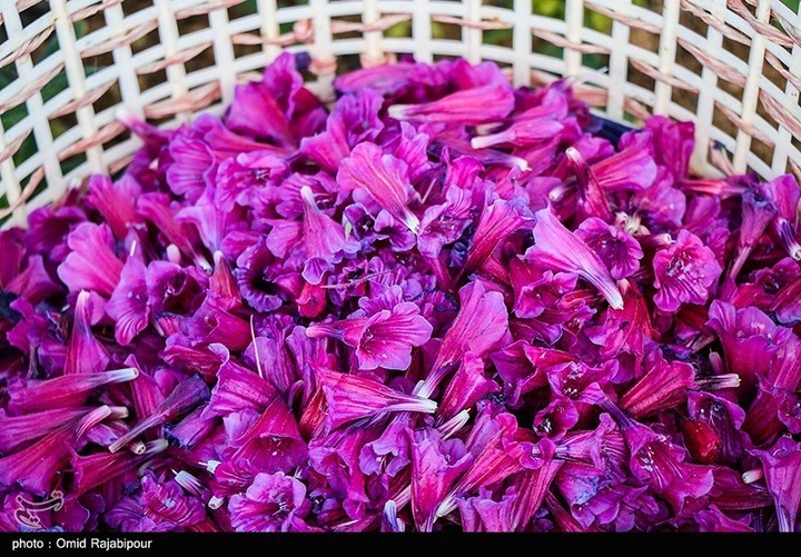 اشکور پایتخت گل گاو زبان ایران