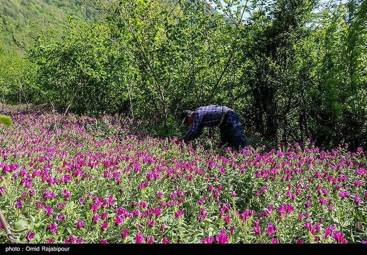 اشکور پایتخت گل گاو زبان ایران
