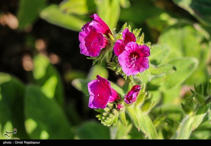 اشکور پایتخت گل گاو زبان ایران