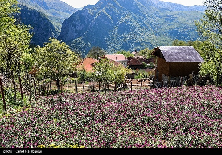 اشکور پایتخت گل گاو زبان ایران