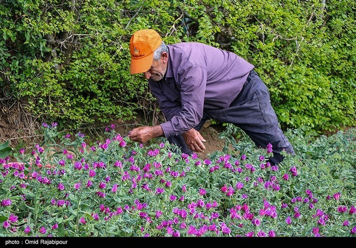 اشکور پایتخت گل گاو زبان ایران