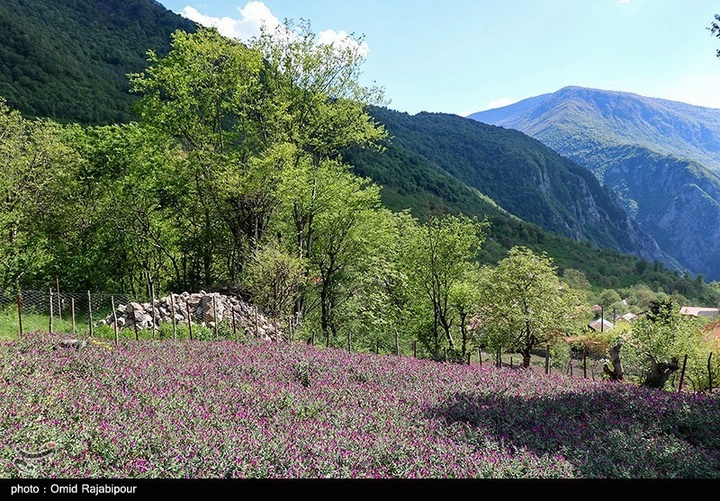 اشکور پایتخت گل گاو زبان ایران