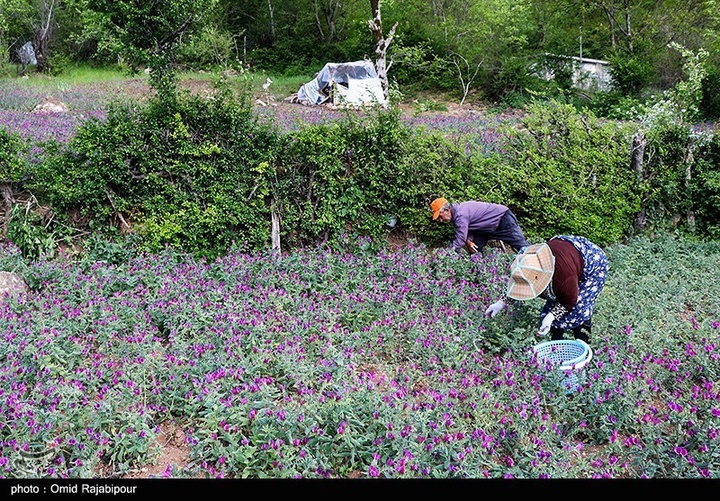 اشکور پایتخت گل گاو زبان ایران