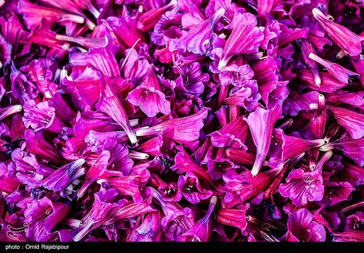 اشکور پایتخت گل گاو زبان ایران