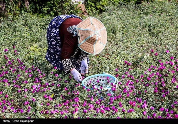 اشکور پایتخت گل گاو زبان ایران