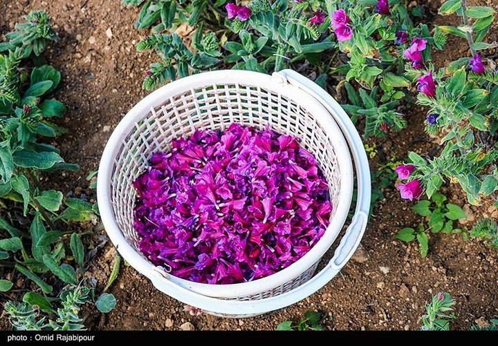 اشکور پایتخت گل گاو زبان ایران