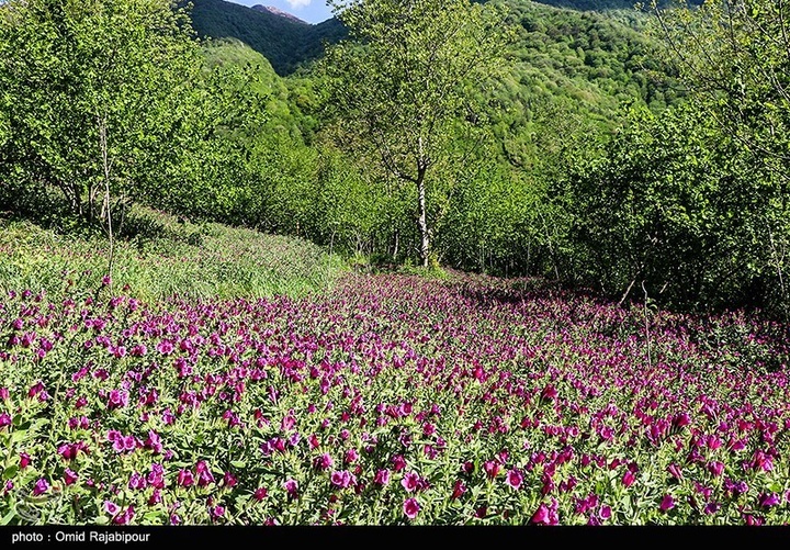 اشکور پایتخت گل گاو زبان ایران