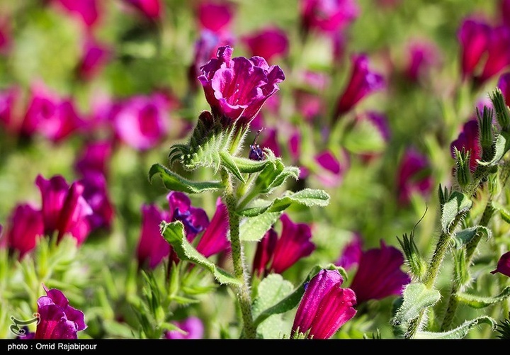 اشکور پایتخت گل گاو زبان ایران