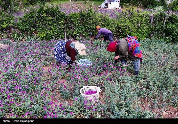 اشکور پایتخت گل گاو زبان ایران