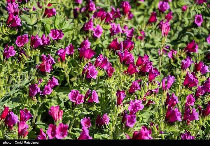 اشکور پایتخت گل گاو زبان ایران